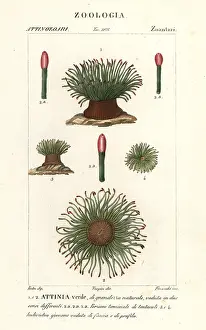 Sulcata: Mediterranean snakelocks sea anemone, Anemonia sulcata