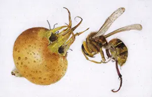 Sting: Medlar and hornet