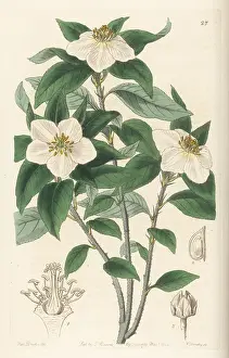 John Lindley: Medlar-like lindleya, Lindleya mespiloides