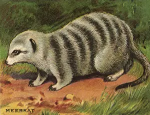 Raccoon: Meerkat