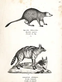 Capensis: Meerkat and aardwolf