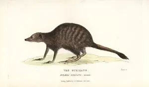 Basire: Meerkat or suricate, Suricata suricatta