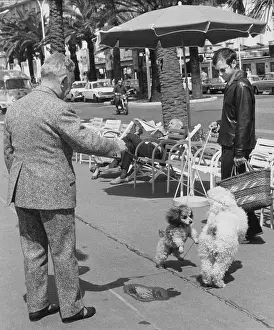 Walkies: Meeting of two dogs and their owners