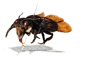 Resin: Megachile pluto, Wallace's giant bee