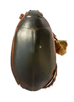 Dytiscidae: Megadytes ducalis, water beetle