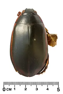 Dytiscidae: Megadytes ducalis, water beetle