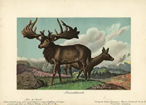 Megaloceros: Megaloceros, extinct genus of giant deer
