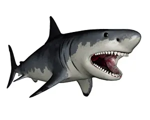 Elasmobranch: Megalodon dinosaur