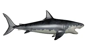Elasmobranch: Megalodon dinosaur