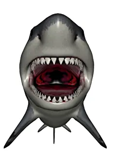 Elasmobranch: Megalodon dinosaur with mouth open