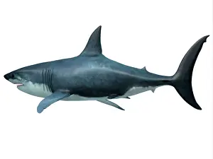 Elasmobranch: Megalodon predator shark, side profile