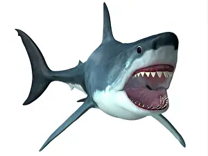 Elasmobranch: Megalodon predator shark, front view