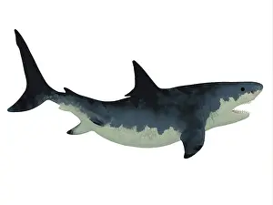 Elasmobranch: Megalodon shark