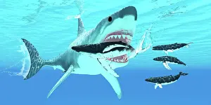 Hungry: A megalodon shark attacks a humpback whale with