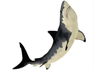 Elasmobranch: A Megalodon shark from the Cenozoic Era