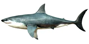 Elasmobranch: A Megalodon shark from the Cenozoic Era