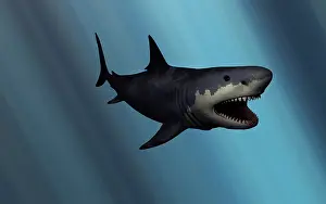 Elasmobranch: A Megalodon shark from the Cenozoic Era