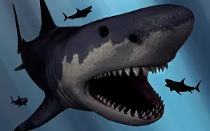 Elasmobranch: A Megalodon shark from the Cenozoic Era