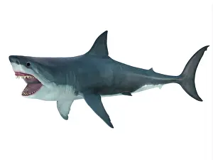 Elasmobranch: Megalodon shark, side profile