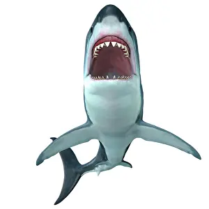 Elasmobranch: Megalodon shark, front profile