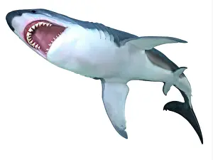 Elasmobranch: Megalodon shark underbelly
