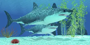 Elasmobranch: Two Megalodon sharks from the Cenozoic Era