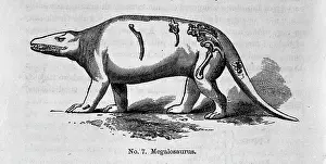 Megalosaurus: Megalosaurus