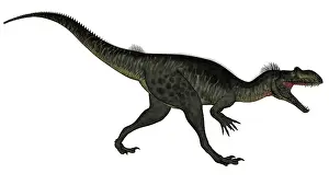 Megalosaurus: Megalosaurus dinosaur roaring, white background