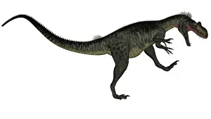Megalosaurus: Megalosaurus dinosaur roaring, white background