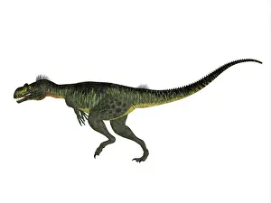 Megalosaurus: Megalosaurus dinosaur, side view