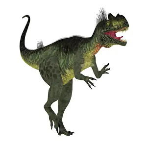 Ceratosaur: Megalosaurus dinosaur, side view on white background