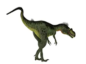 Megalosaurus: Megalosaurus dinosaur on white background