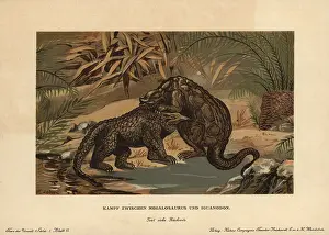 Megalosaurus: Megalosaurus, extinct carnivorous theropod