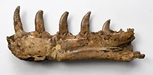 Megalosaurus: Megalosaurus jaw