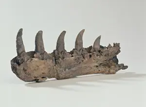 Megalosaurus: Megalosaurus jaw