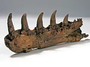 Megalosaurus: Megalosaurus jaw