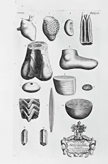 Megalosaurus: Megalosaurus thigh bone