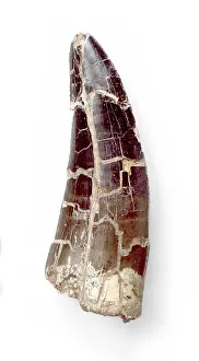 Megalosaurus: Megalosaurus tooth