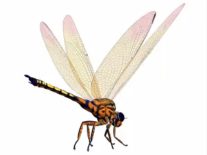 Paleozoic: Meganeura dragonfly on white background