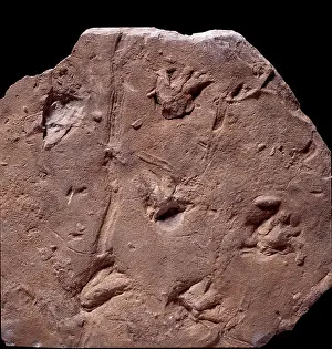 Amphibia: Megapezia footprints