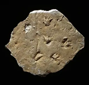 Amphibia: Megapezia footprints