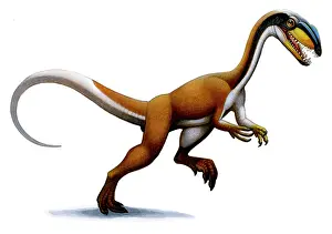 Acrylic: Megapnosaurus, a small dinosaur from the early Jurassic