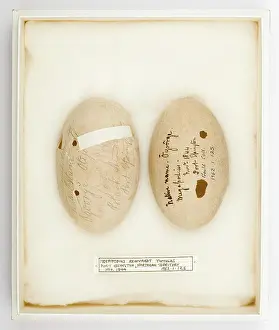 Ornithological: Megapodius reinwardt tumulus eggs