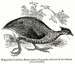 Footed: Megapodius Tumulus, orange-footed scrubfowl