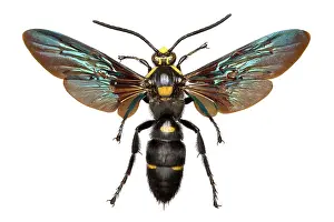 Iridescent: Megascolia procer, wasp