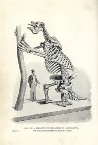 Megatherium: Megatherium americanum skeleton cast