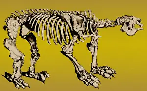 Extinction: Megatherium, Cenozoic Ground Sloth