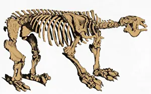 Extinction: Megatherium, Cenozoic Ground Sloth