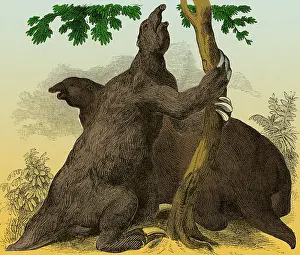 Extinction: Megatherium, Cenozoic Mammal