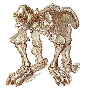 Extinction: Megatherium, Cenozoic Mammal
